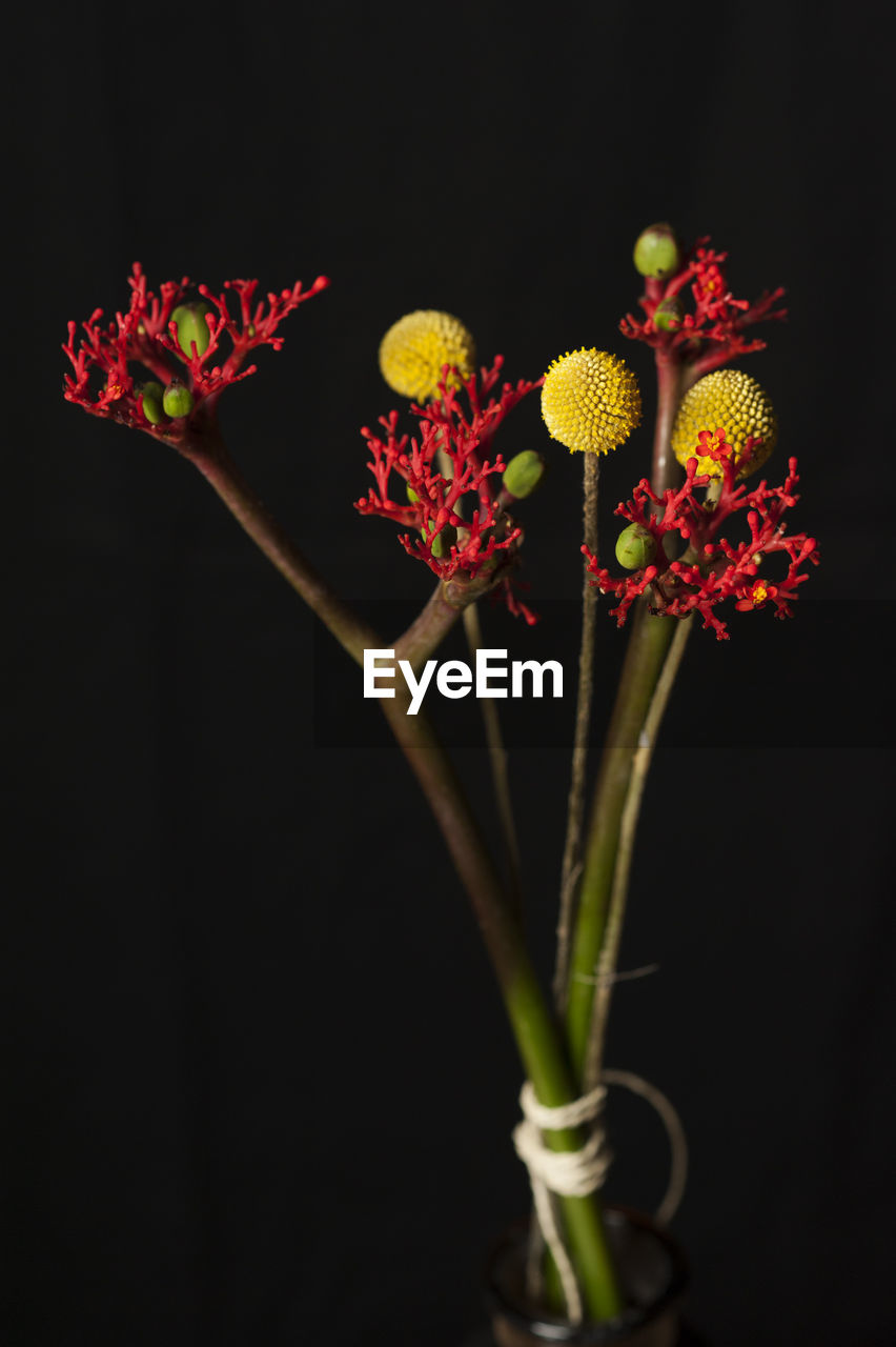 CLOSE-UP OF FLOWER AGAINST BLACK BACKGROUND