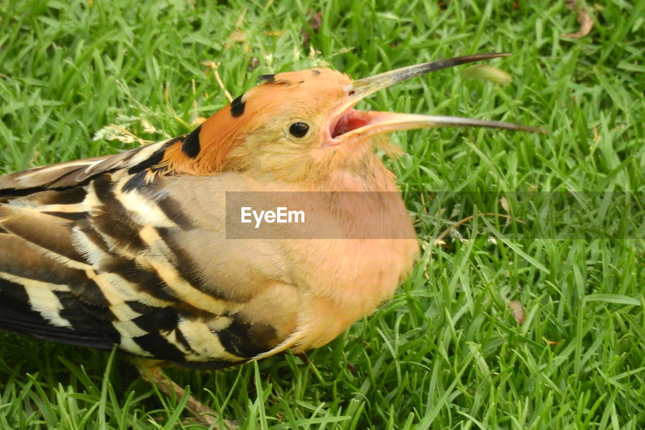 CLOSE-UP OF HUMMINGBIRD ON FIELD