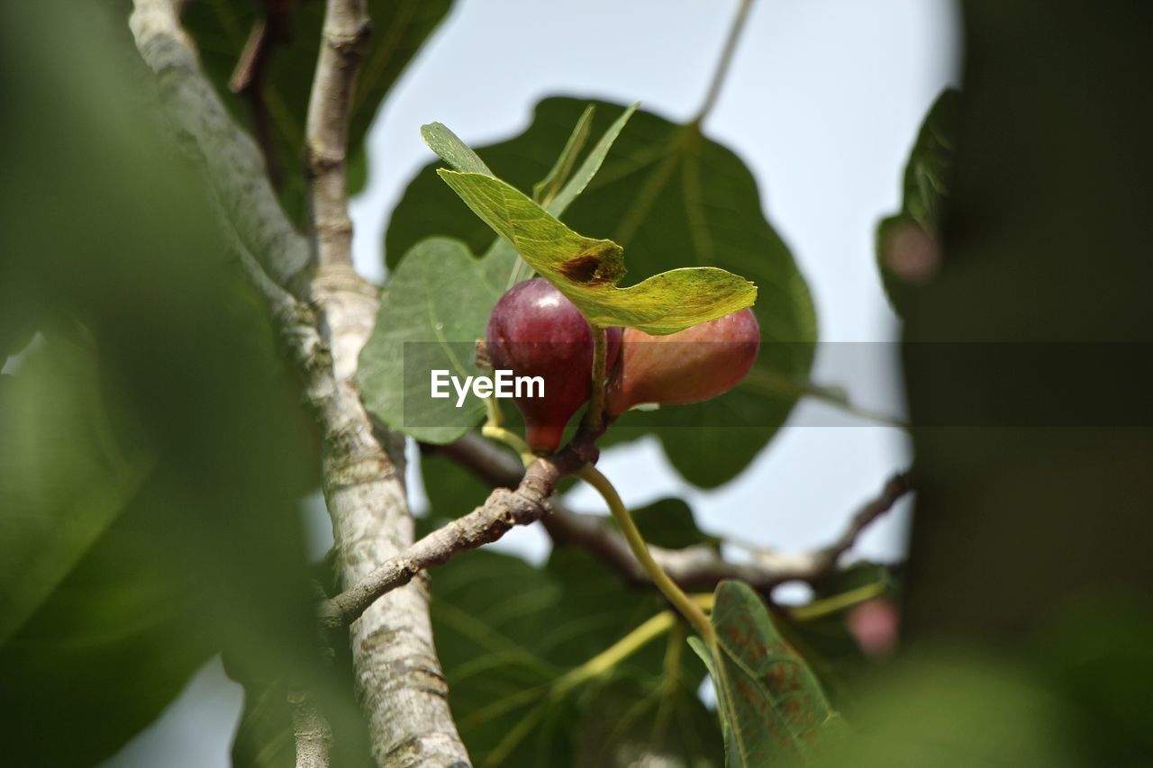 Fig is ripe - sochi