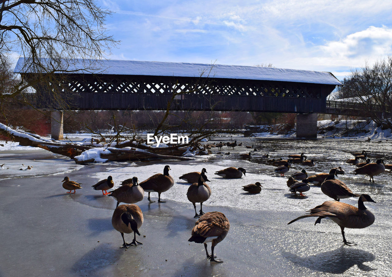 FLOCK OF DUCKS IN SNOW