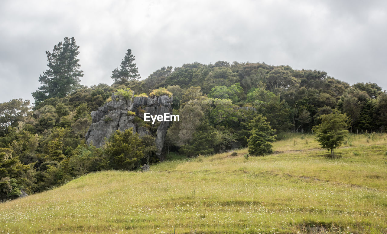 SCENIC VIEW OF TREES ON LANDSCAPE AGAINST SKY