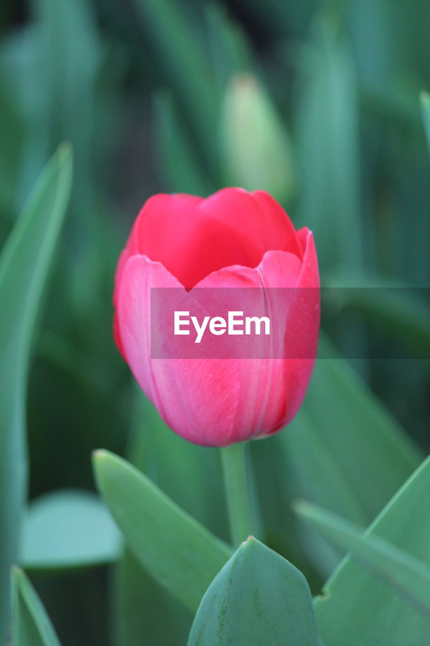 Close-up of red tulip