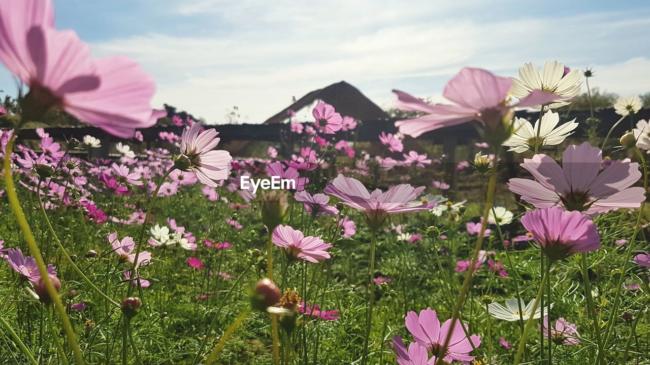 Close-up of pink cosmos flowers on field