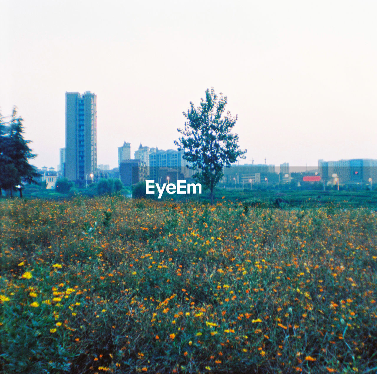 Flowers growing on field against sky