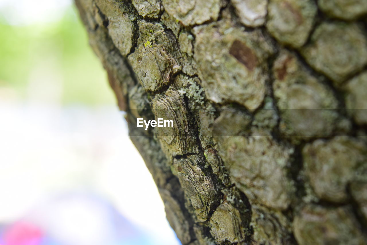 Close-up of tree trunk