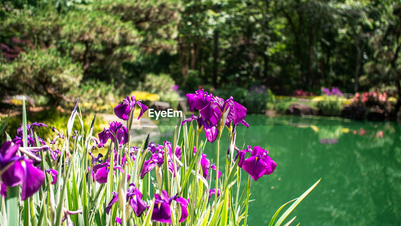 plant, flower, flowering plant, beauty in nature, freshness, nature, growth, water, purple, lake, meadow, grass, no people, pink, fragility, garden, day, green, focus on foreground, tranquility, outdoors, close-up, land, wildflower, sunlight, petal, springtime, flower head, multi colored, inflorescence, tree