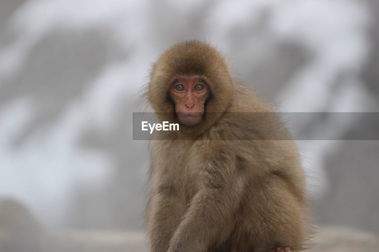 Portrait of monkey sitting outdoors