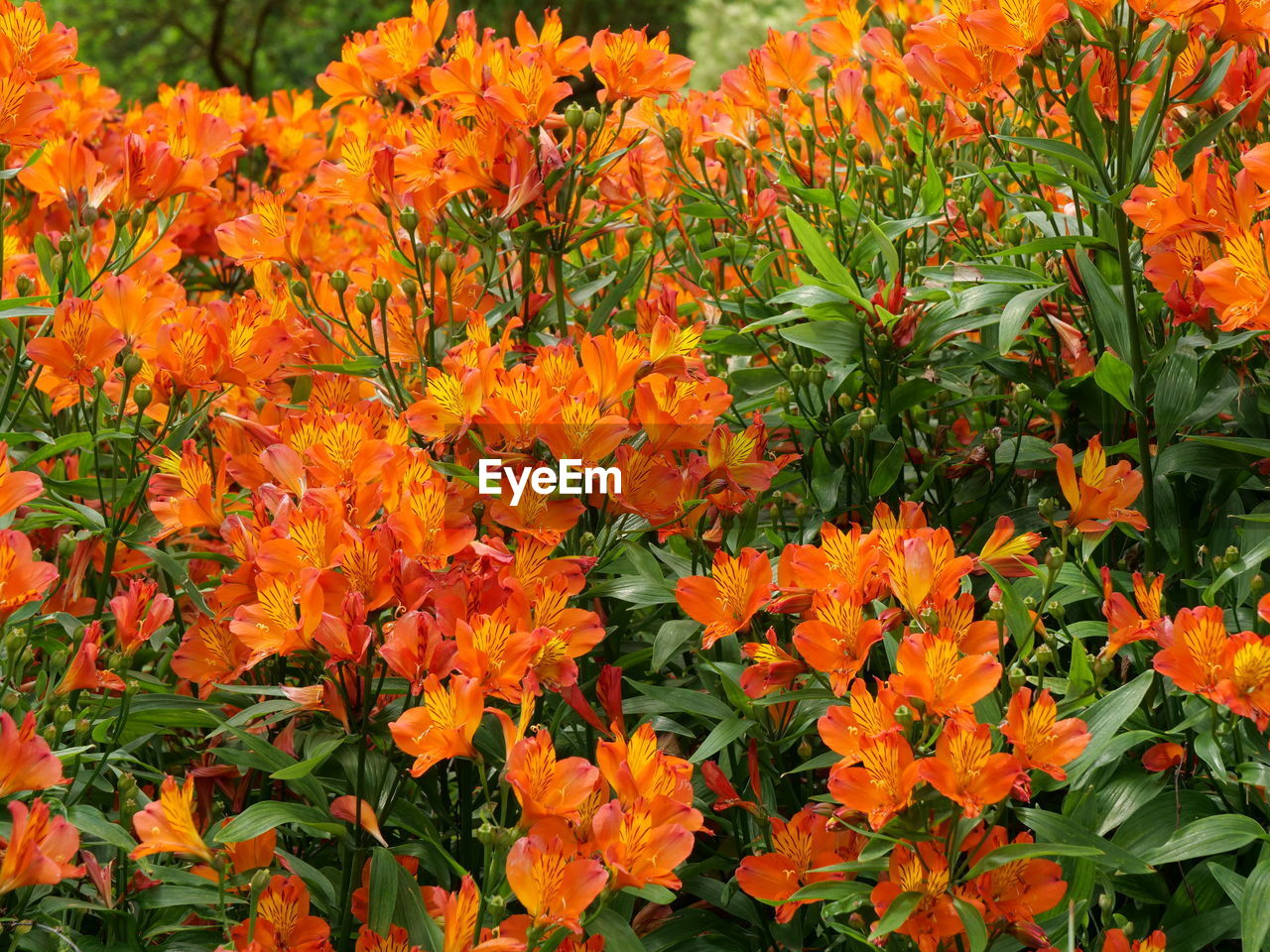 CLOSE-UP OF ORANGE FLOWERS ON PLANT