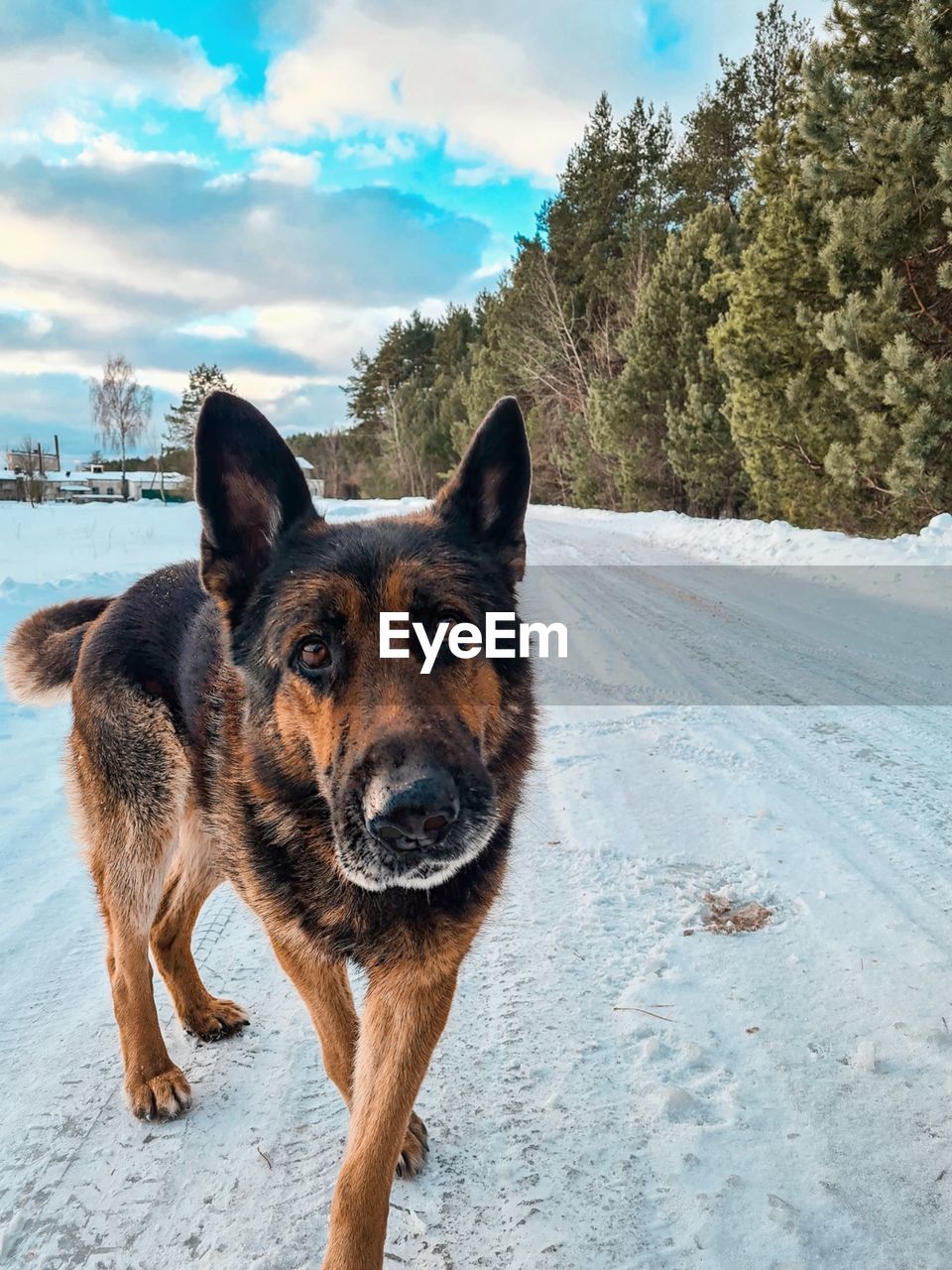 Dog standing on snow covered field