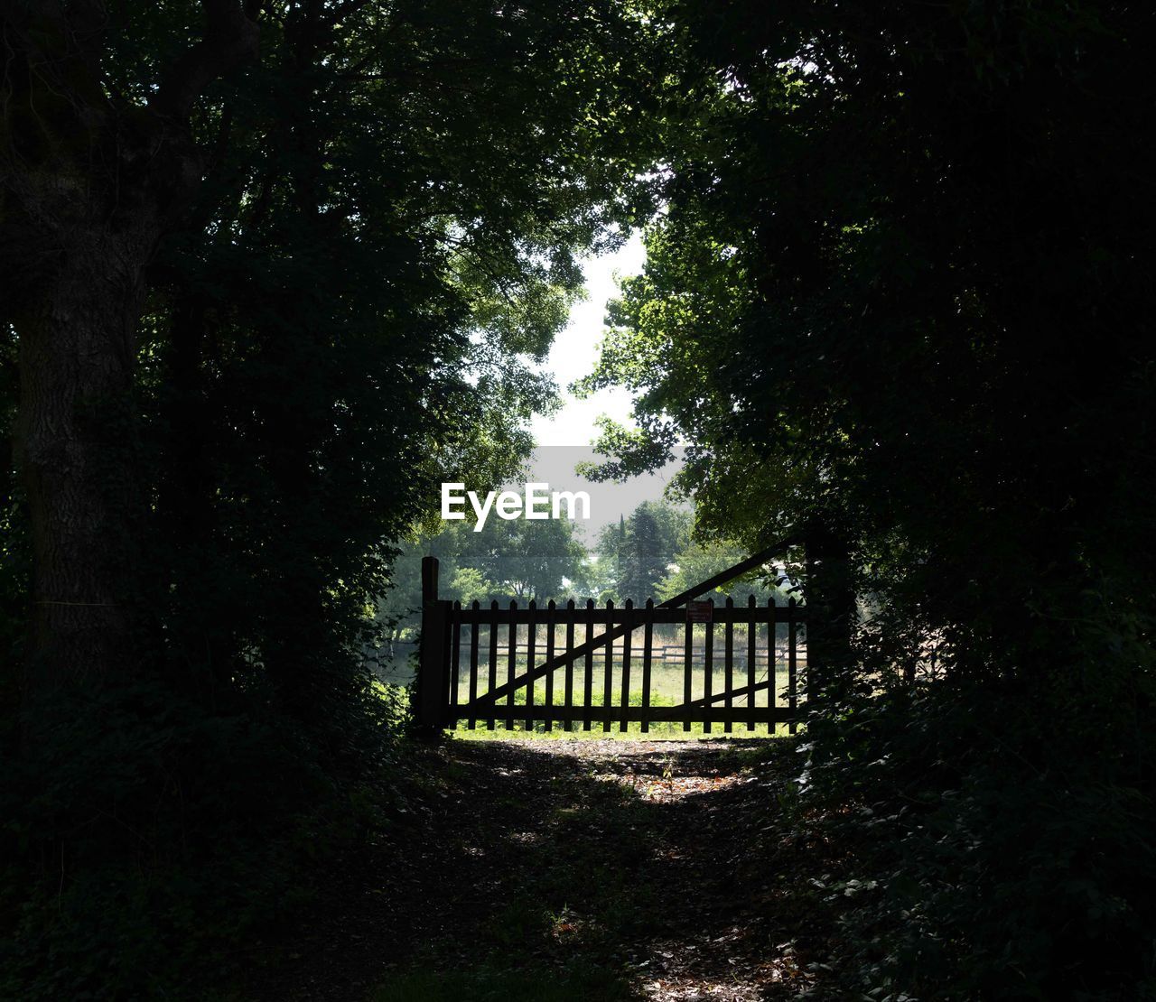 tree, plant, sunlight, darkness, nature, architecture, no people, light, forest, gate, built structure, growth, outdoors, railing, tranquility, morning, bridge, day, green, autumn, woodland, leaf, land, fence, park, the way forward, beauty in nature, footpath, shadow