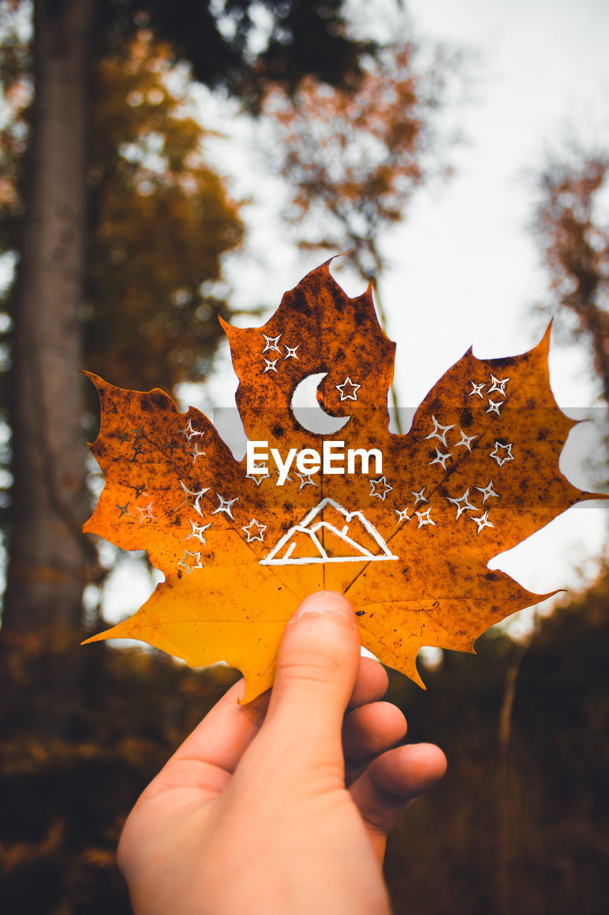 Midsection of person holding maple leaves during autumn