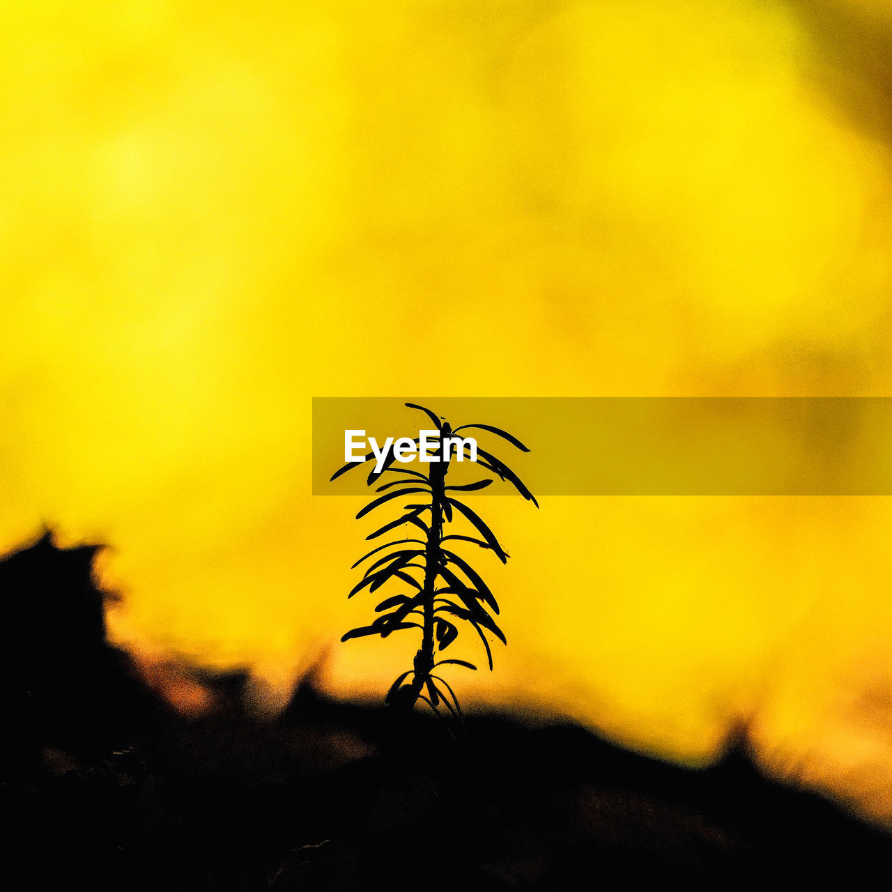 yellow, sunlight, silhouette, nature, plant, beauty in nature, sky, flower, no people, sunset, leaf, tranquility, outdoors, tree, focus on foreground, scenics - nature, landscape, land, macro photography, environment, growth, tranquil scene, close-up, non-urban scene