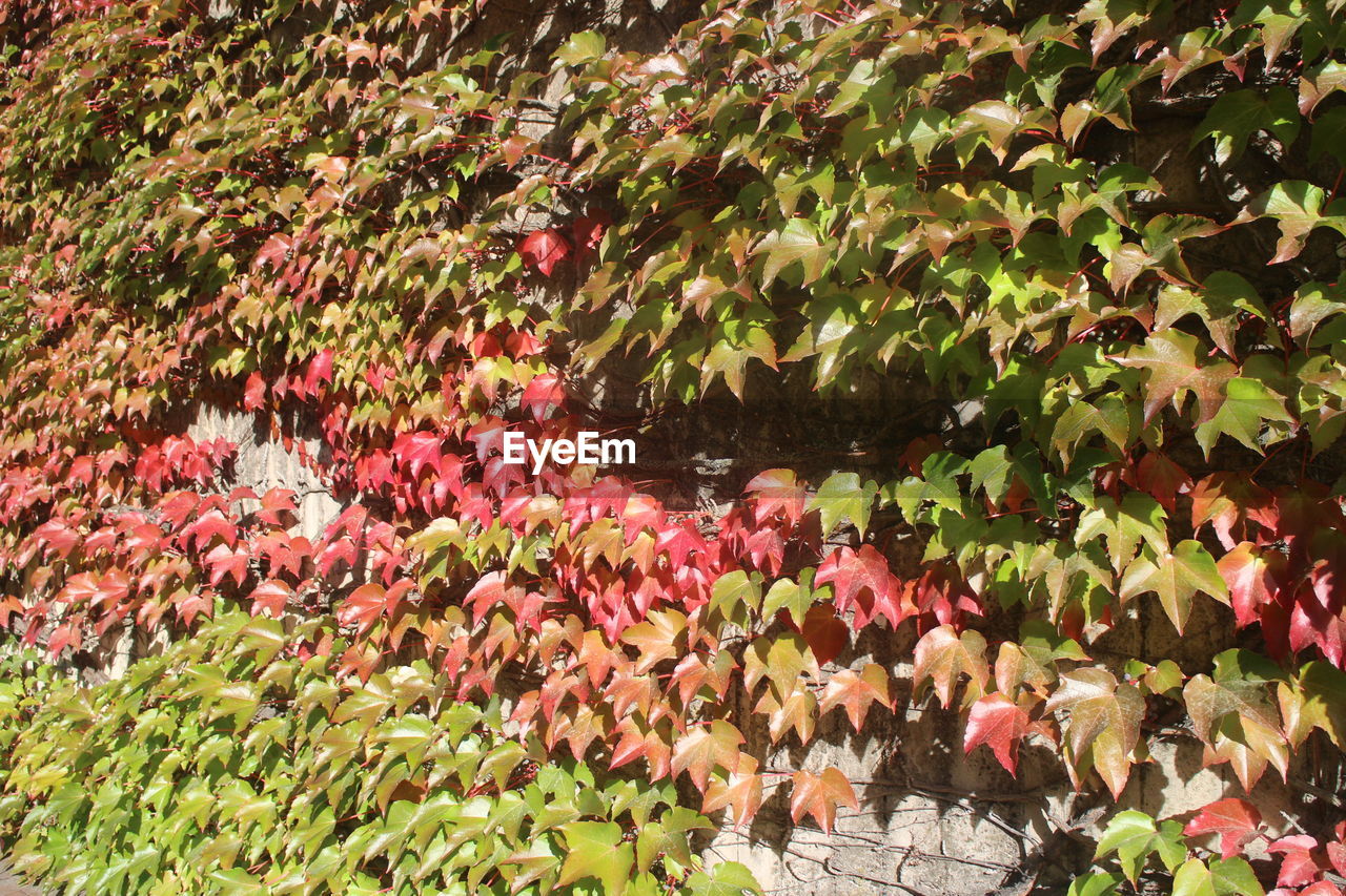 FULL FRAME SHOT OF FLOWERING PLANTS