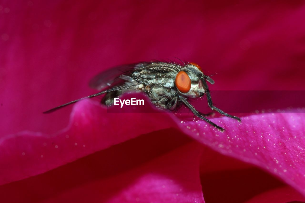 Detail shot of insect on flower