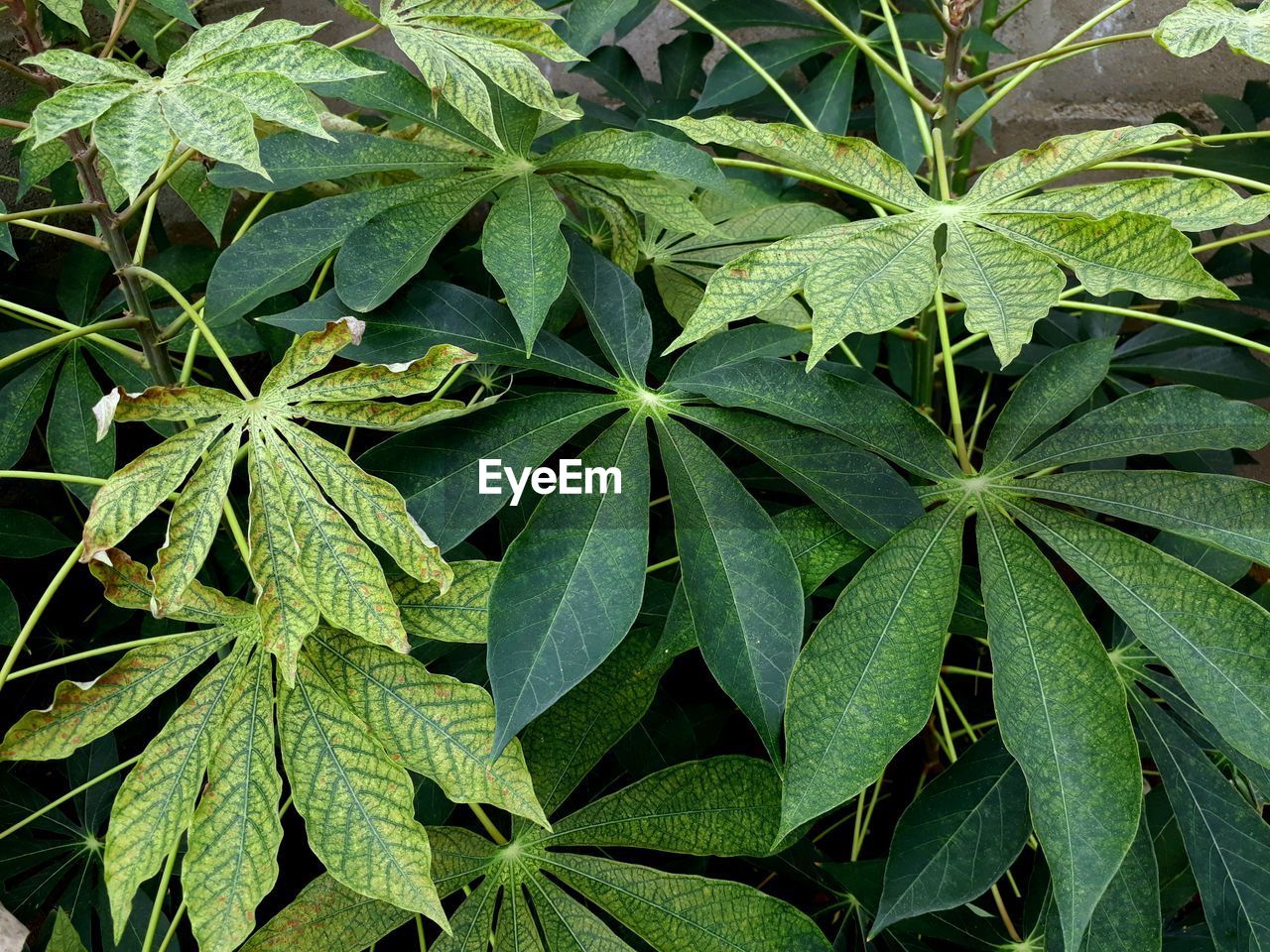 Full frame shot of plants growing outdoors