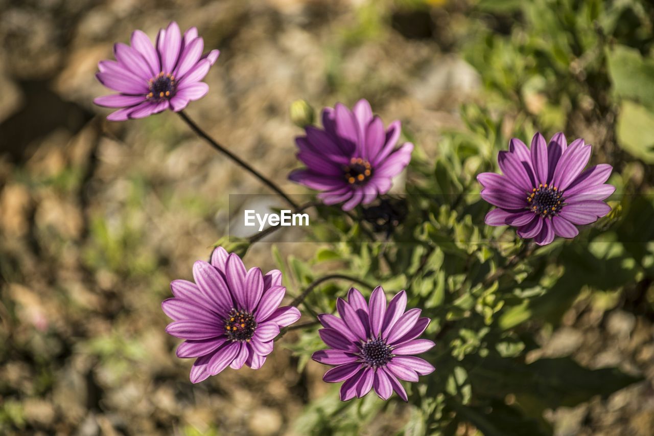 High angle view of purple daisies blooming outdoors