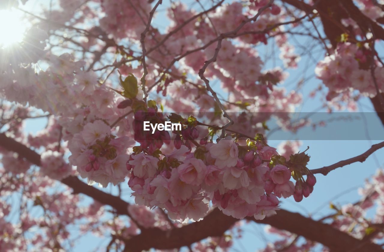 LOW ANGLE VIEW OF PINK CHERRY BLOSSOMS