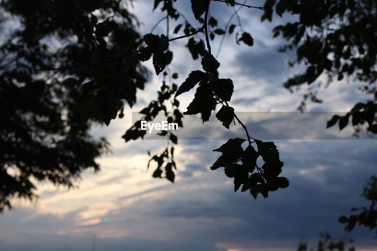 Close-up of flower tree against sky