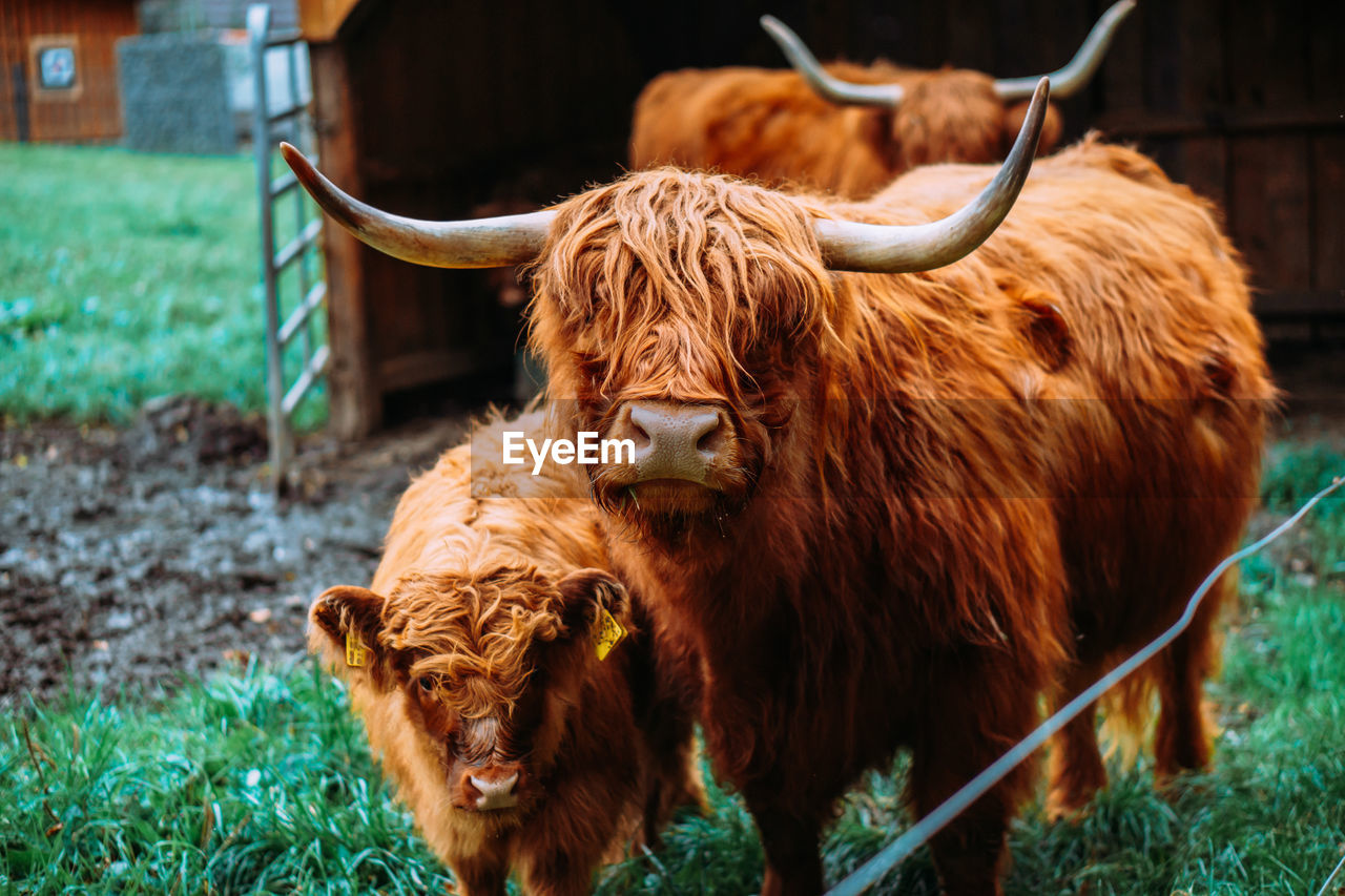 Highland cattle in a field