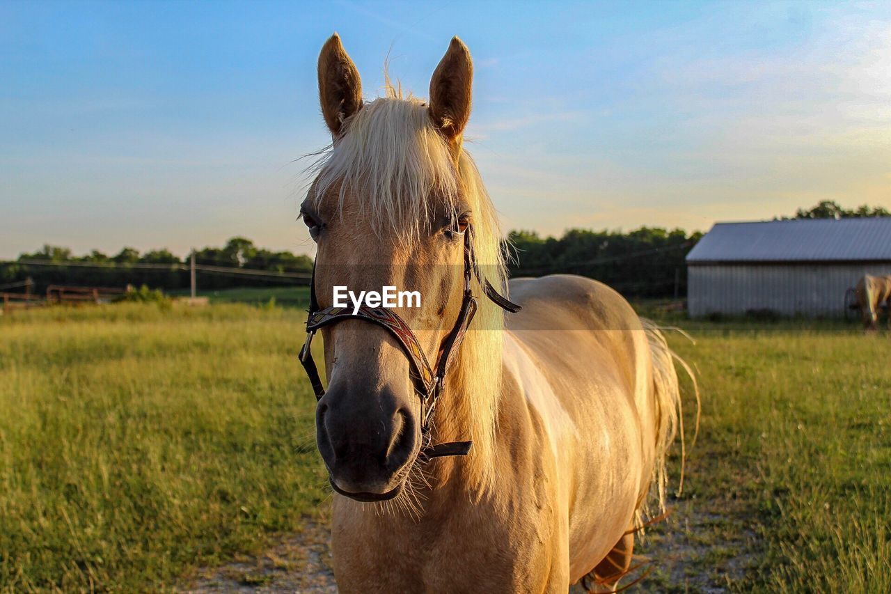 Close up face view of blonde horse horse in a field