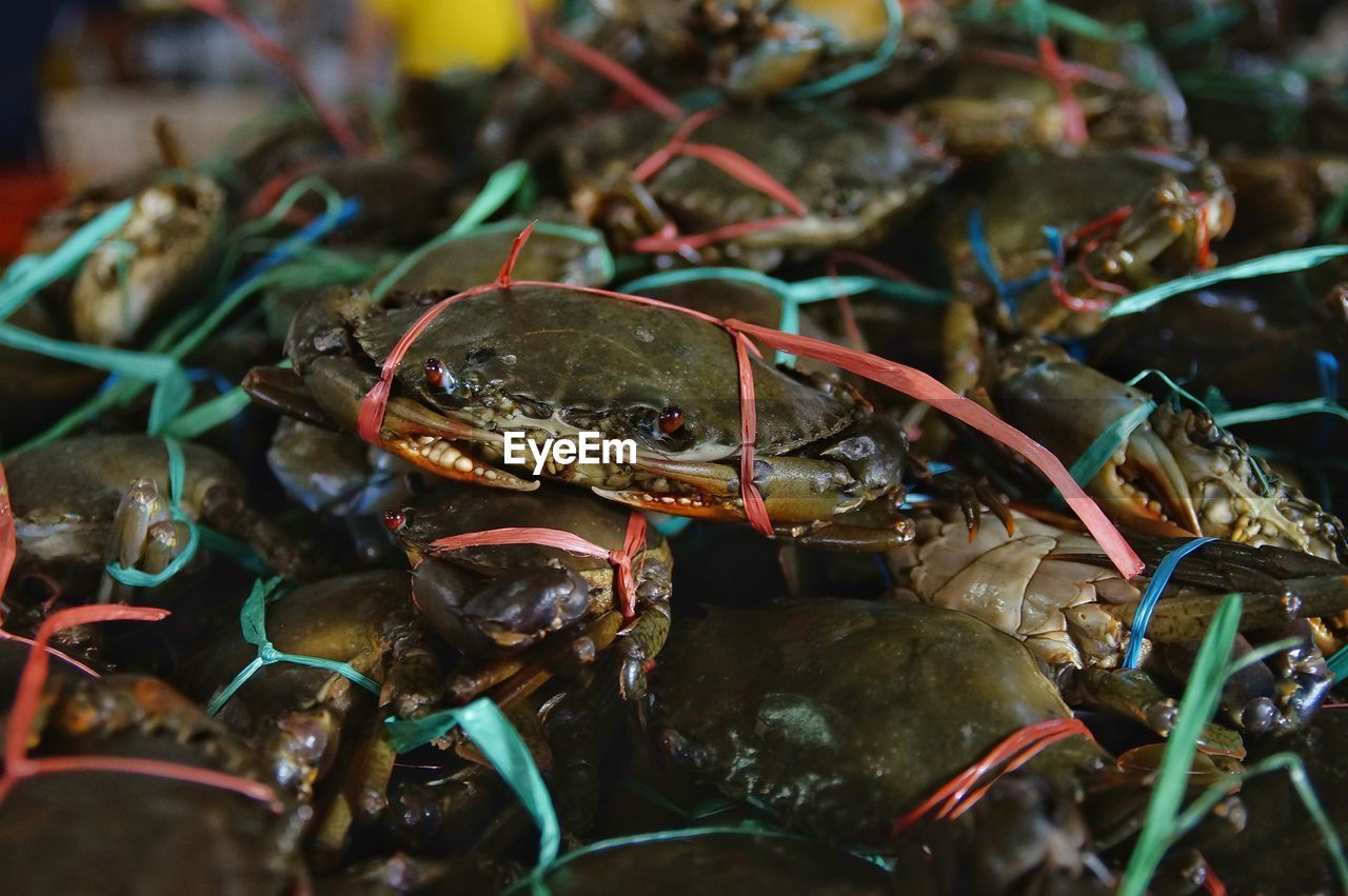 A pile of giant mud crab sell at fish market, selective focus