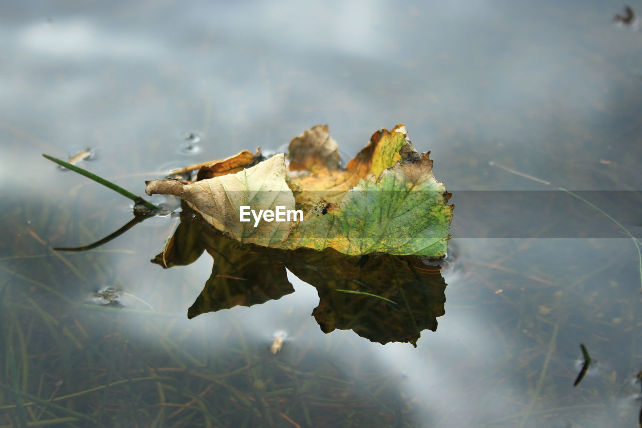 CLOSE-UP OF LEAVES IN WATER