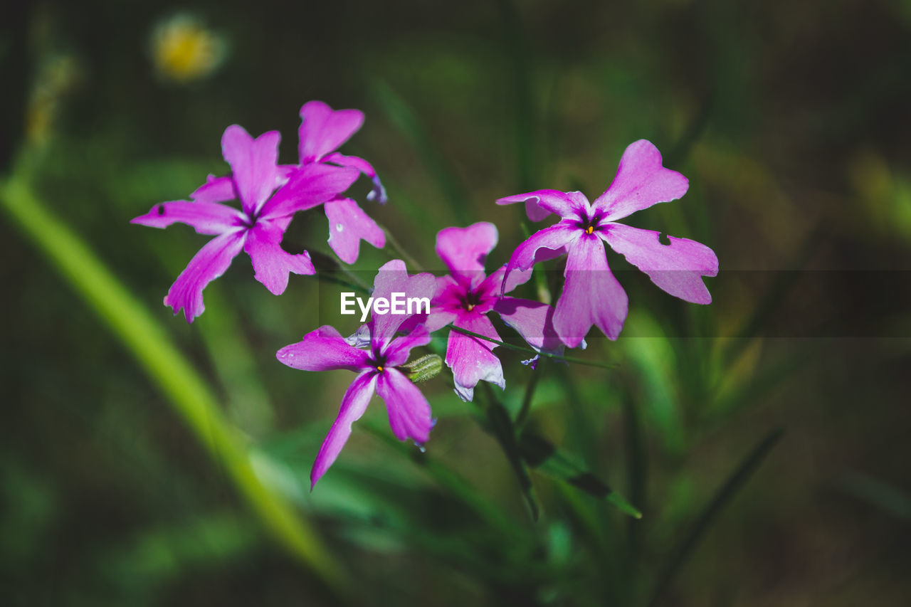 Close-up of pink flowering plant