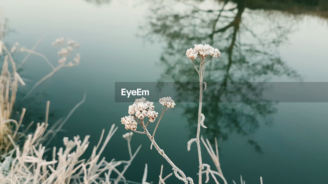 CLOSE-UP OF FLOWERING PLANTS BY LAKE