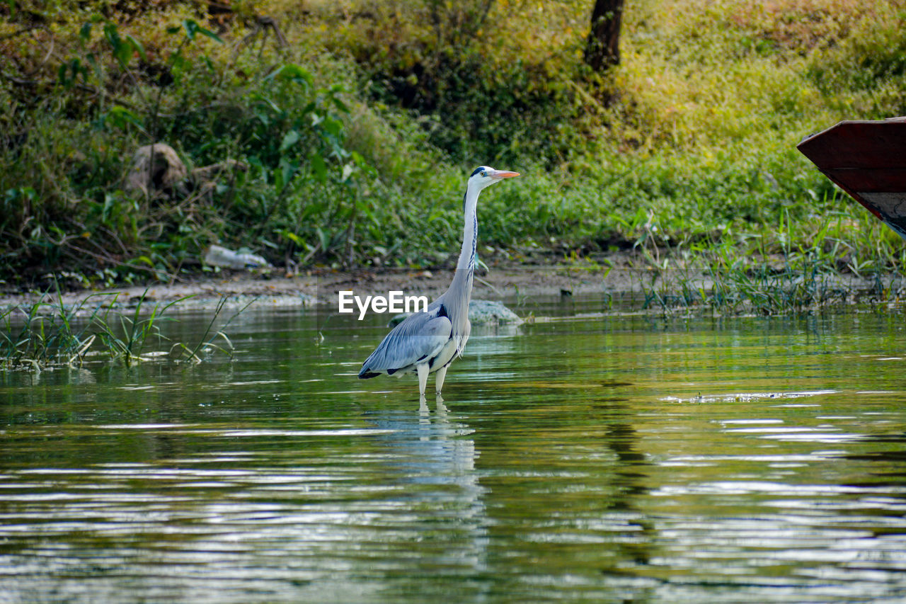 HIGH ANGLE VIEW OF GRAY HERON