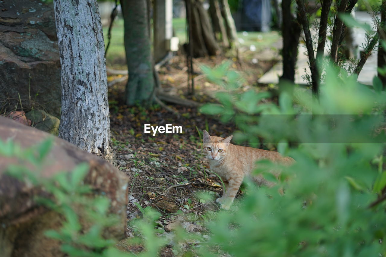 VIEW OF A CAT BEHIND TREE
