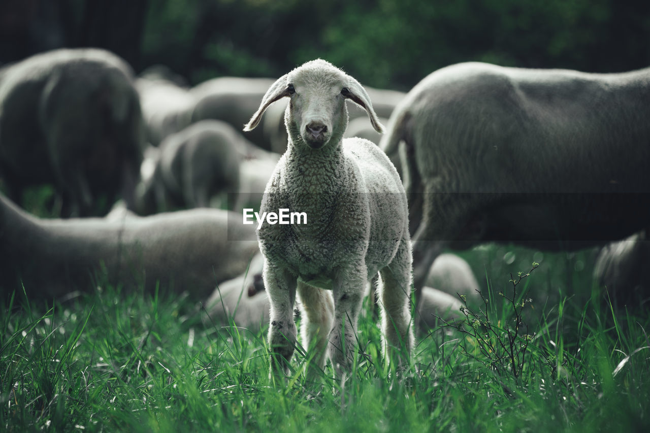 SHEEP STANDING IN GRASS