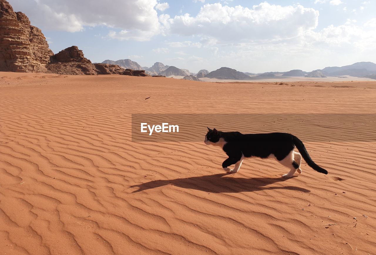 DOG STANDING ON SAND