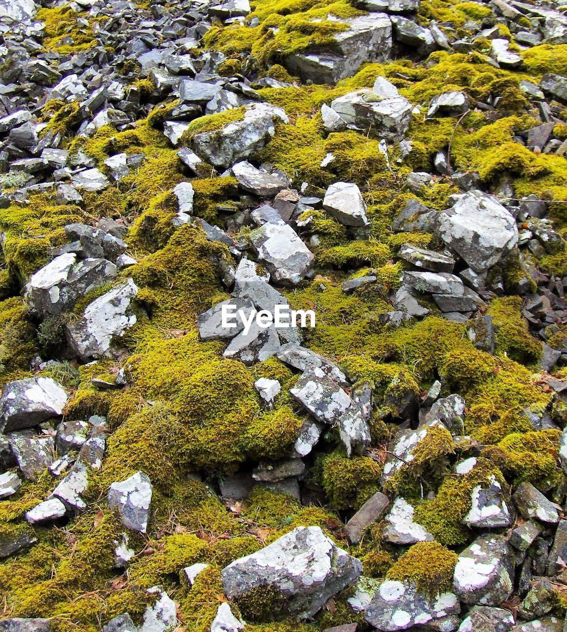 Moss growing on rock in water