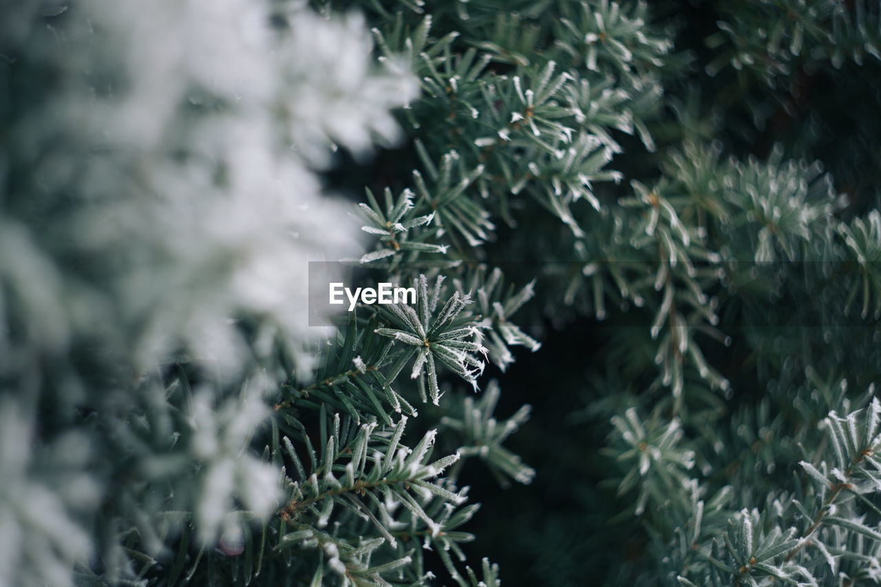 CLOSE-UP OF PINE TREE IN WINTER