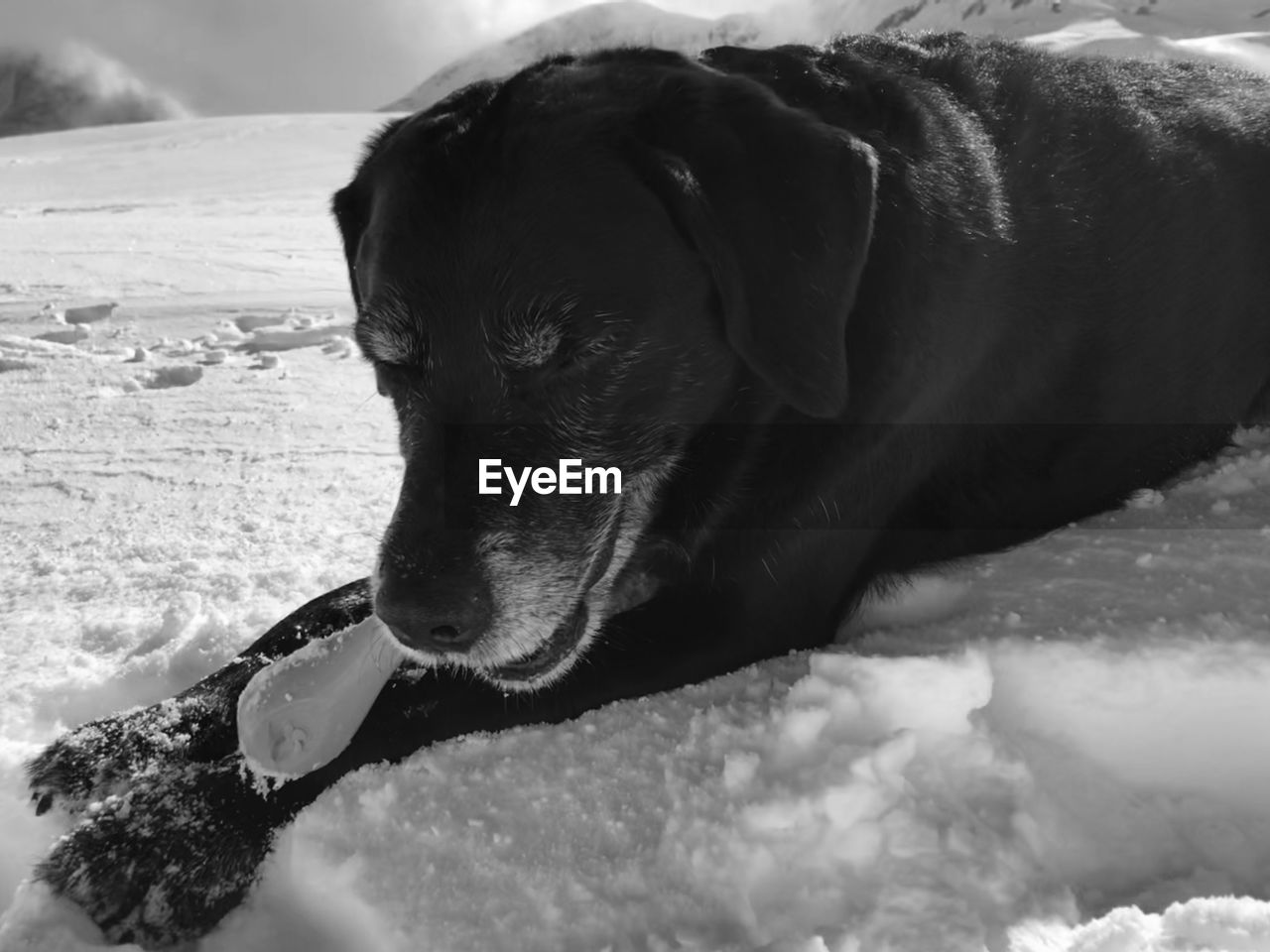 CLOSE-UP OF A DOG RESTING ON THE WATER