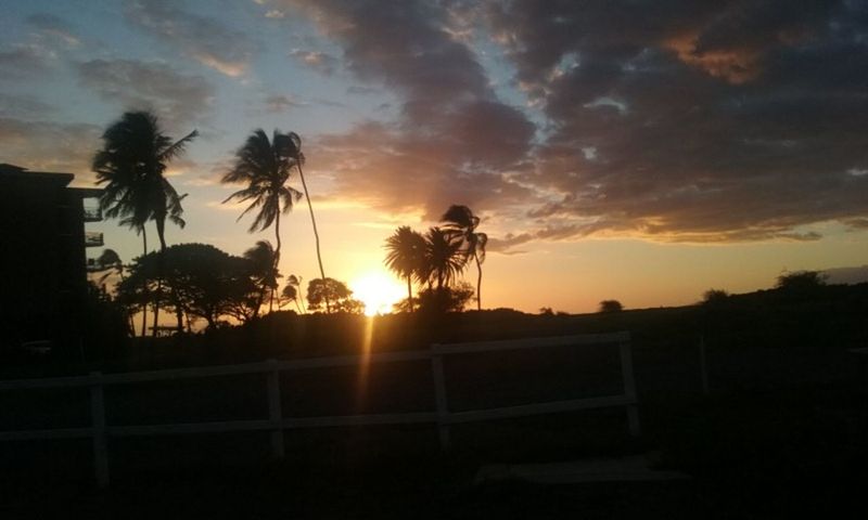 SILHOUETTE OF TREES AT SUNSET