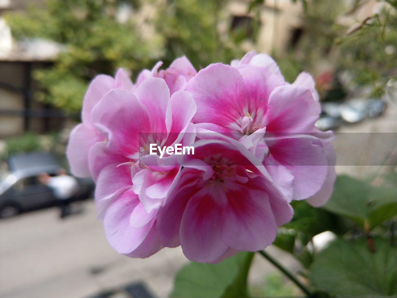 CLOSE-UP OF PINK FLOWERS