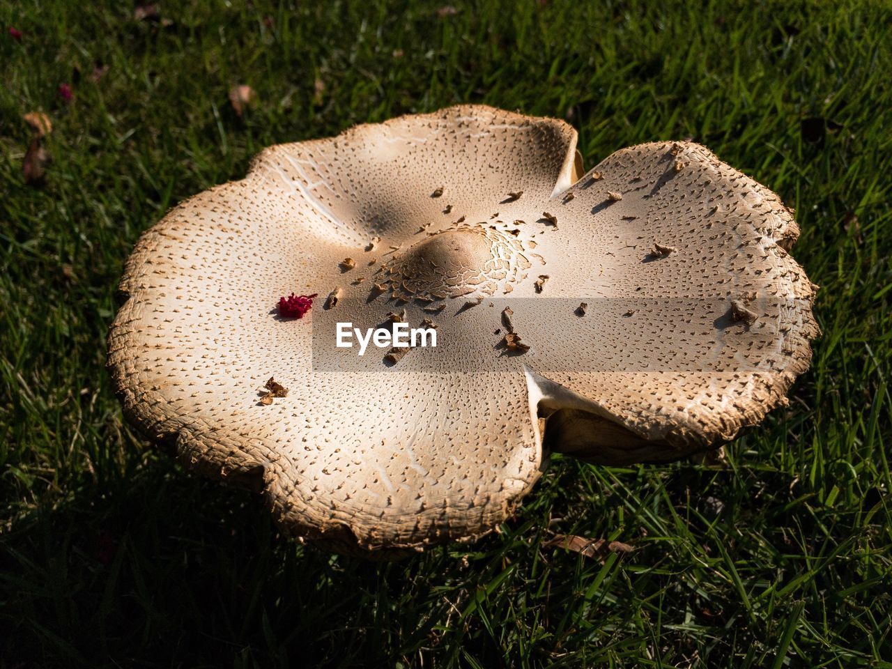 High angle view of mushroom on field