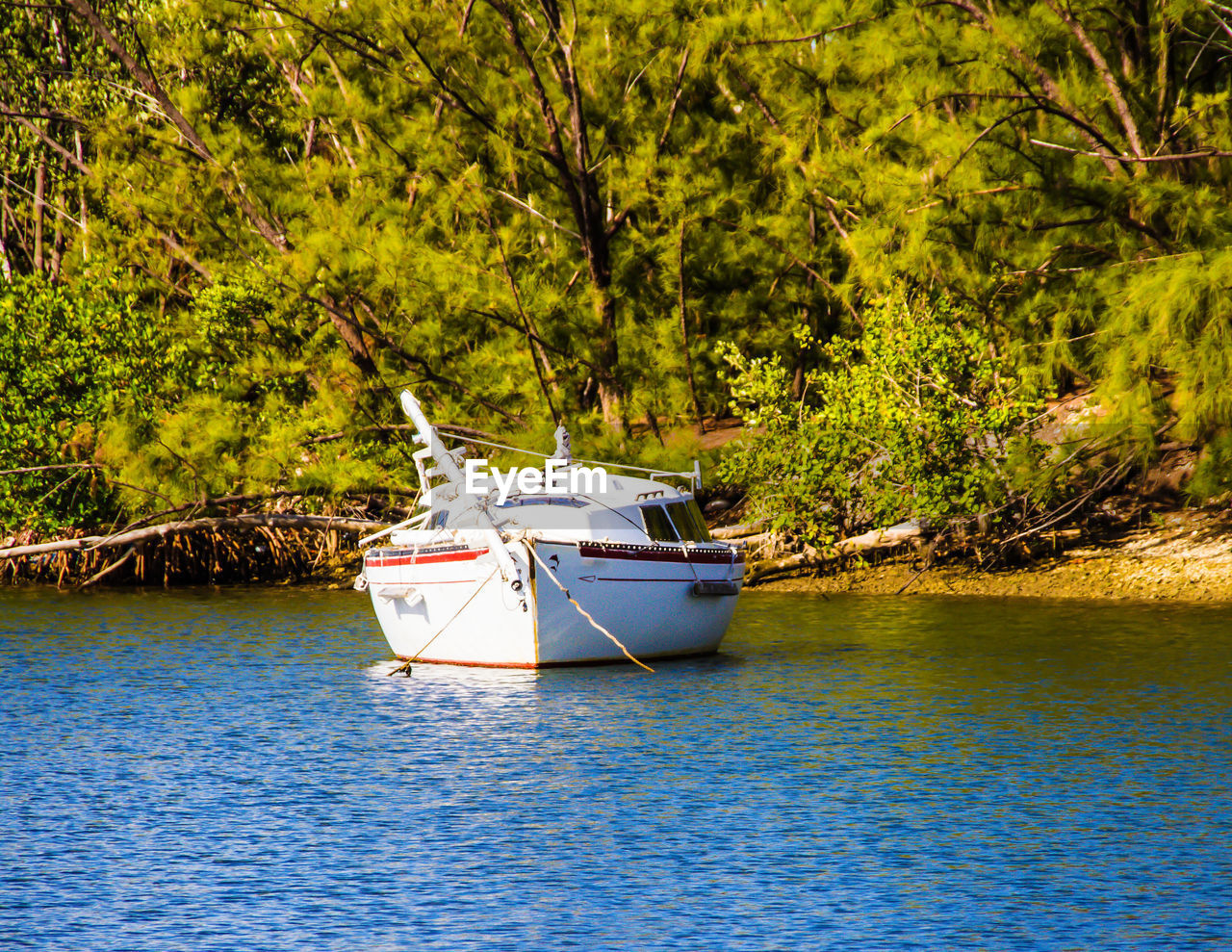 Sailboat moored in sea against trees in forest