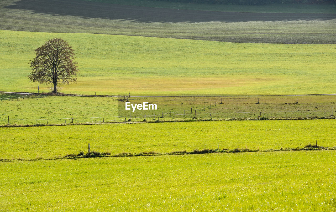 SCENIC VIEW OF AGRICULTURAL LAND