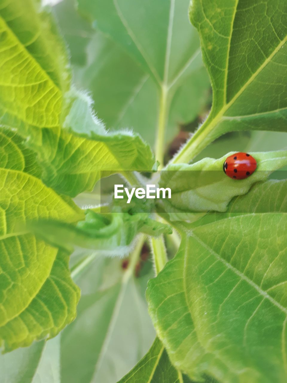 LADYBUG ON LEAF