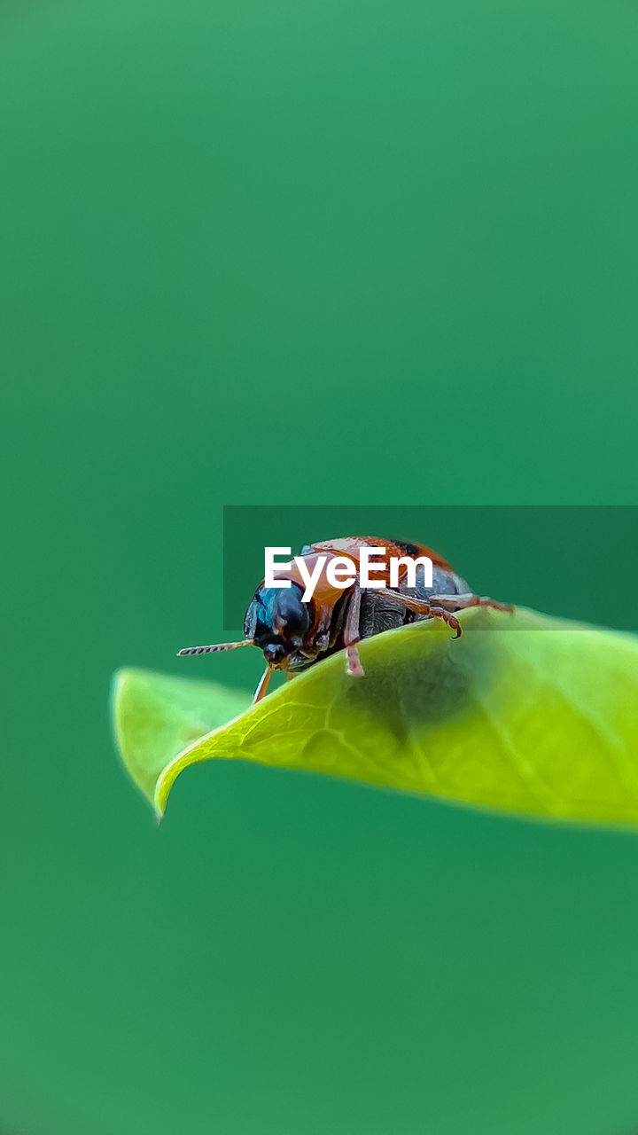 CLOSE-UP OF HOUSEFLY ON LEAF