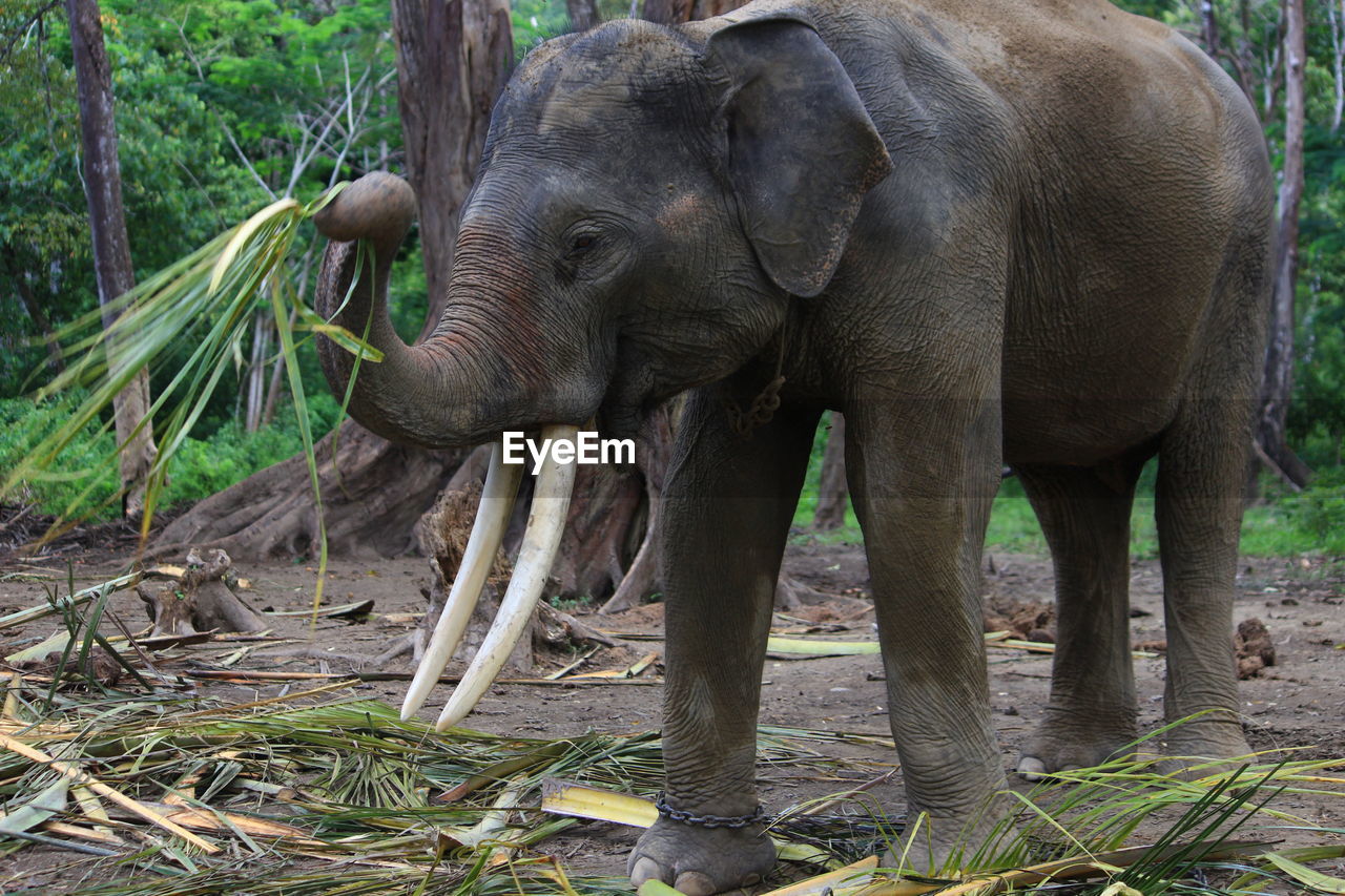 VIEW OF ELEPHANT IN THE FOREST