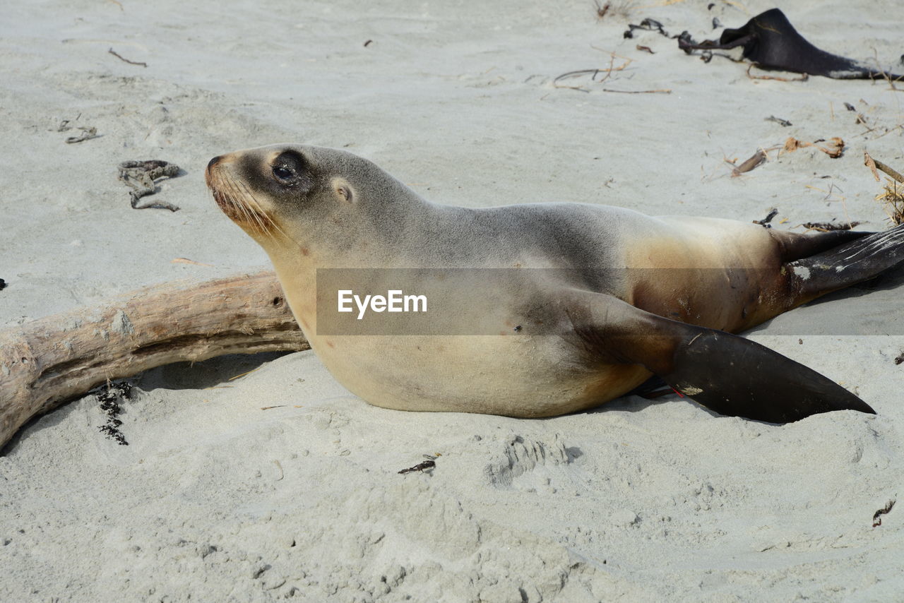 HIGH ANGLE VIEW OF SEA LION ON BEACH