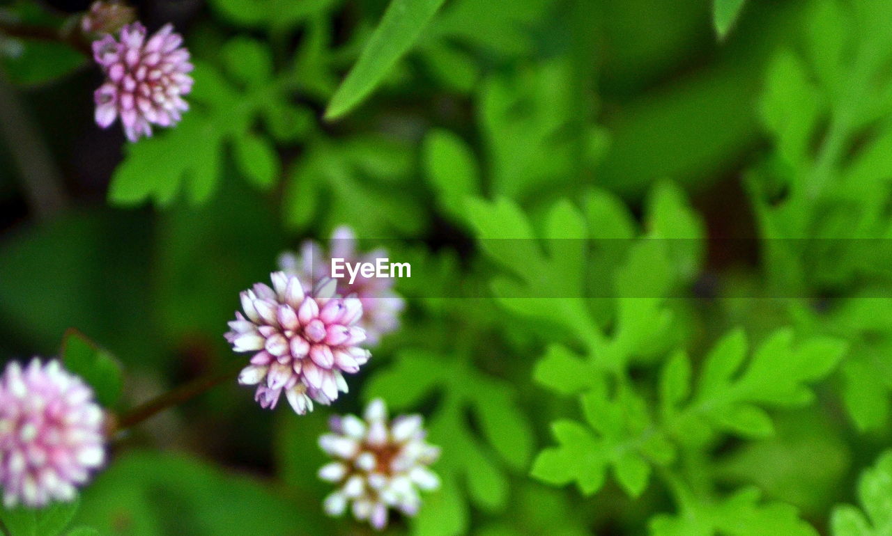 CLOSE-UP OF FLOWERS BLOOMING OUTDOORS