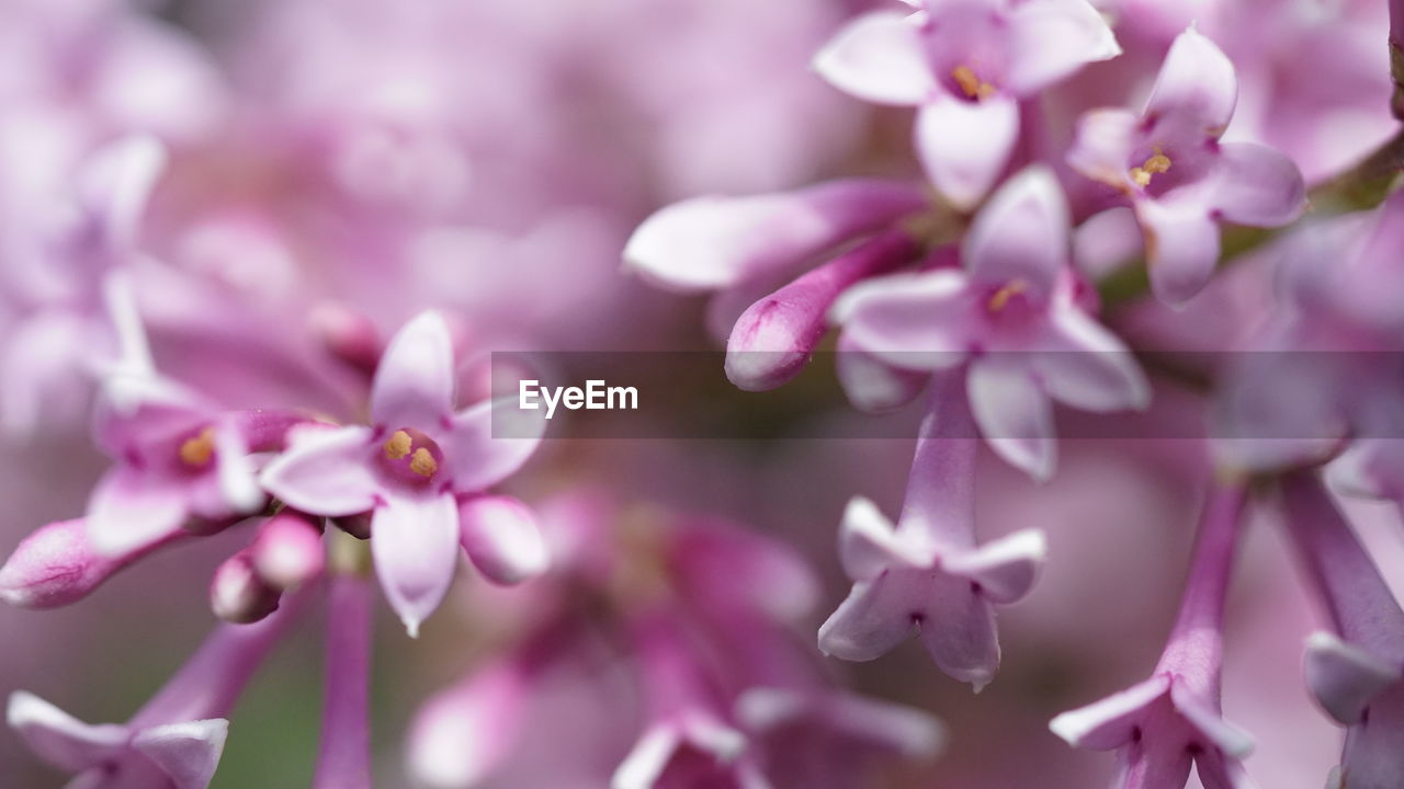 plant, flower, flowering plant, beauty in nature, freshness, pink, fragility, springtime, growth, nature, close-up, blossom, petal, lilac, tree, no people, macro photography, flower head, selective focus, inflorescence, branch, purple, outdoors, backgrounds, focus on foreground, softness, day, botany