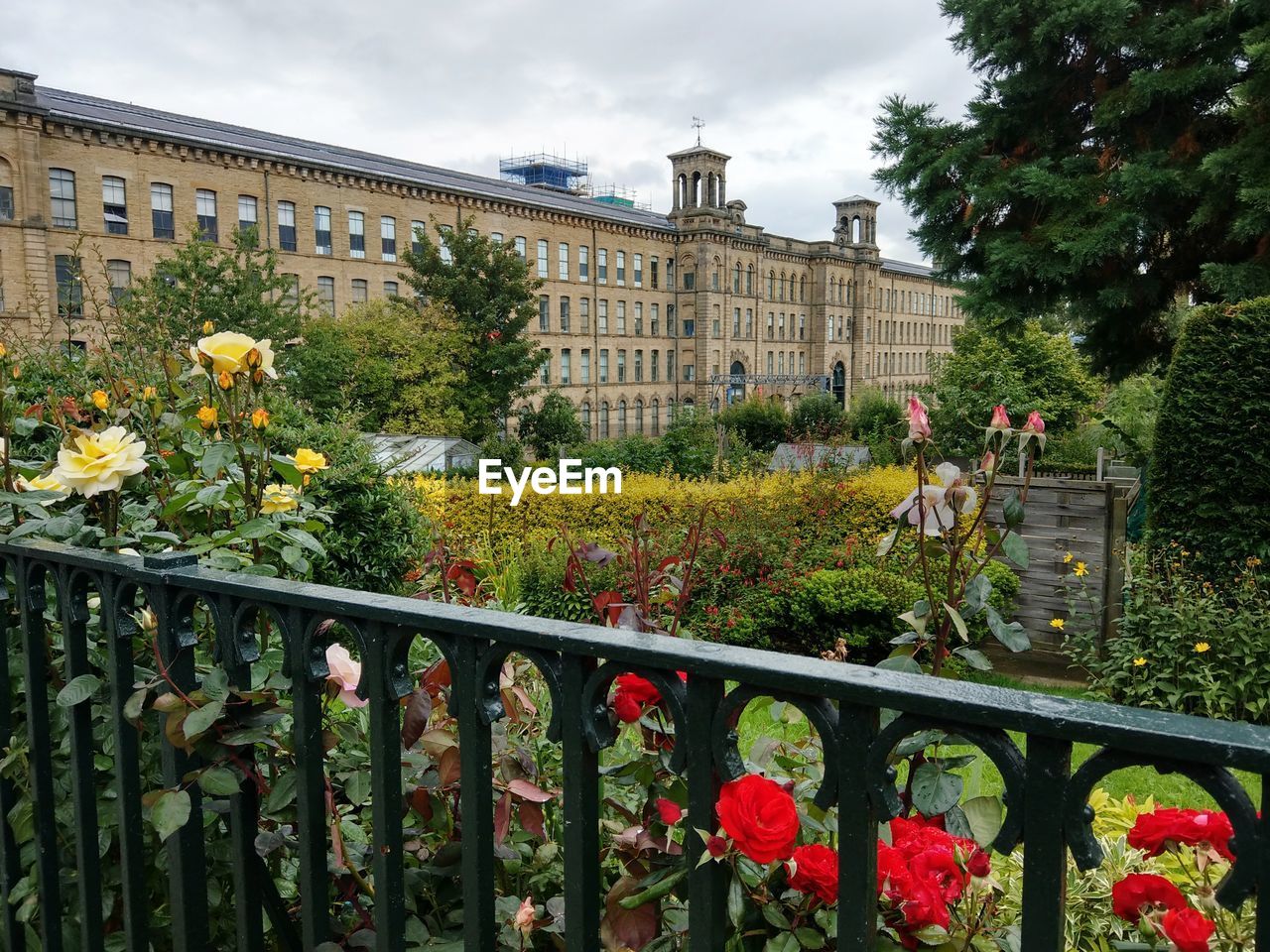 FLOWERS GROWING IN CITY