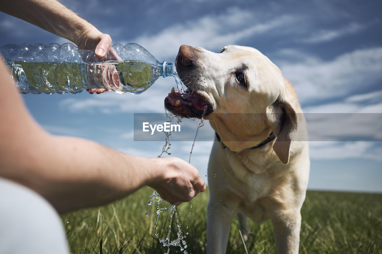 Dog drinking water from plastic bottle. pet owner takes care of his labrador  during hot sunny day.