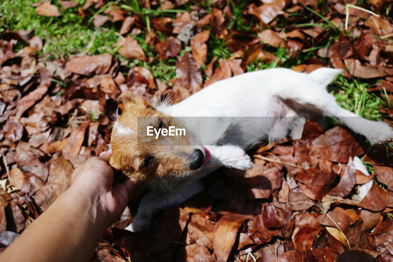 Close-up of hand holding a dog