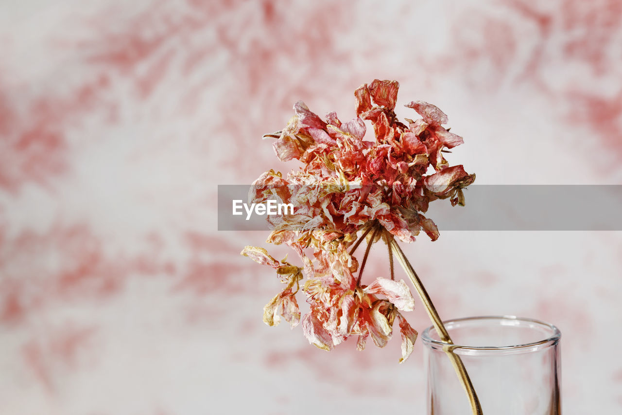Dried flower of geranium in glass vase , sadness and romance